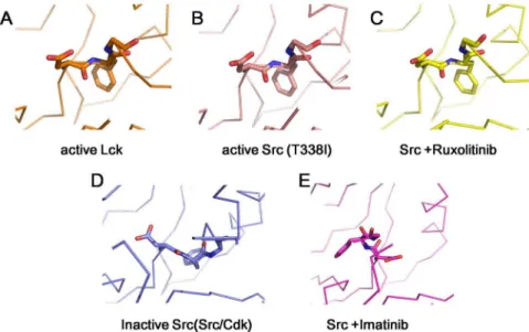 Figure 2. The DFG Motif Conformation. (A) active Lck DFG-in conformation (pdb: 3LCK); (B) active c-Src T338I DFG-in conformation (pdb: 3DQW);