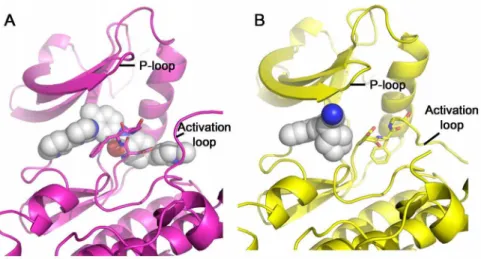 Figure 3. Comparison of pocket occupancy between c-Src/Imatinib and c-Src/Ruxolitinib structures
