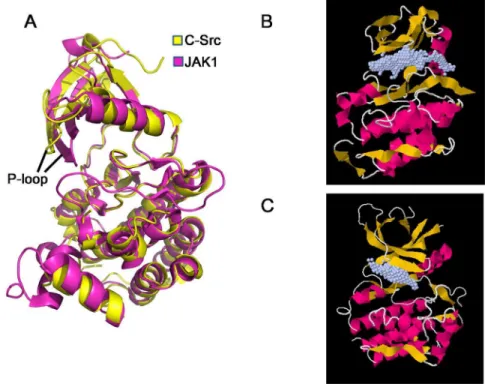 Figure 5. Structure comparison of c-Src and JAK1 structures. (A) c-Src kinase domain (this work) is superimposed with JAK1 kinase domain (pdb: 3EYG) using the Ca atoms of kinase domain as the reference