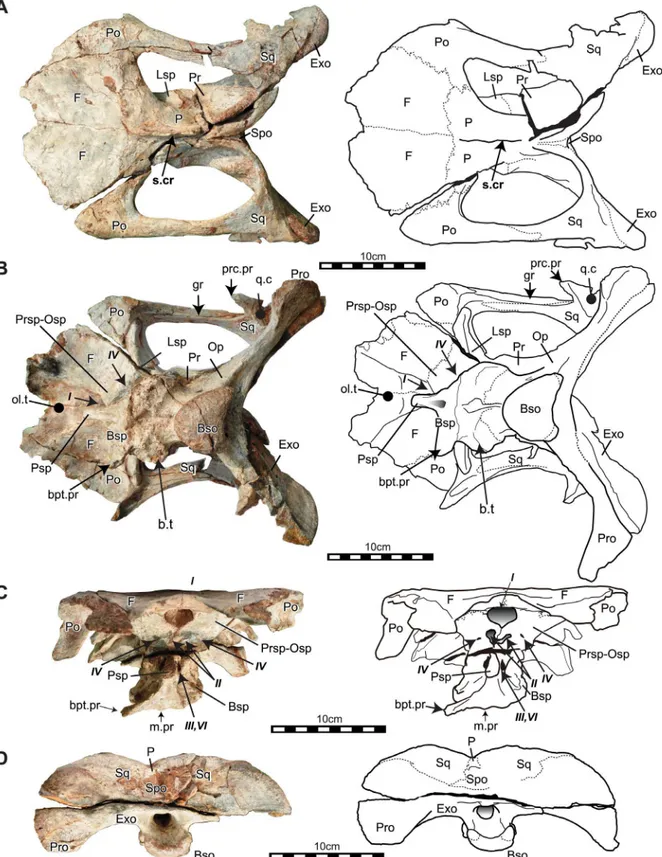 Fig 2. Articulated skull (braincase) of Sirindhorna (NRRU3001-166). In dorsal (A), ventral (B), rostarl (C), and caudal (D) views