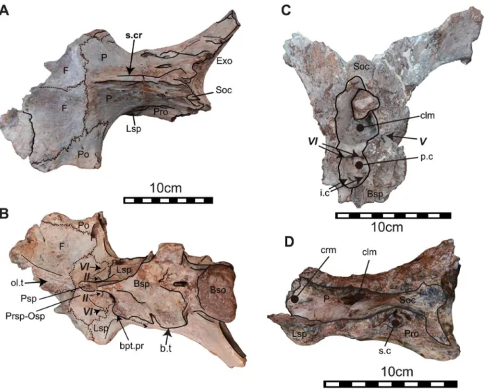 Fig 4. Other braincases. The articulated braincase (NRRU-A2035) in dorsal (A) and ventral views (B), the caudal portion of braincase (NRRU3001-179) in rostral view (C), and the dorsal part of braincase (NRRU3001-65) in ventral view (D)
