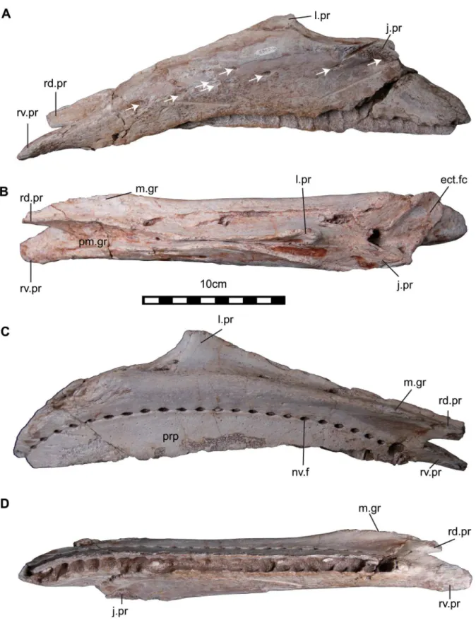 Fig 6. The left maxilla (NRRU-A2048) of Sirindhorna . In lateral (A), ventral (B), medial (C), occulusal (D) views