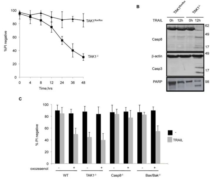 Figure 2. TRAIL induced death of TAK1 2/2 MEFs is mediated by caspase 8. (A) Time course of viability of TAK1 flox/flox and TAK1 2/2 MEFs exposed to TRAIL 1 mg/ml