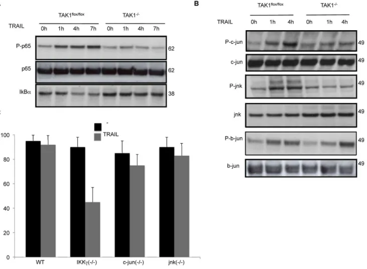 Figure 3. In TAK1 2/2 MEFs, TRAIL fails to activate p65/RelA NF- k B and JNK signalling pathways