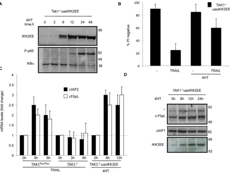 Figure 4. Activation of NF- k B by over-expression of IKK2-EE induces cFlip and rescues TAK1 2/2 MEFs from TRAIL induced cell death
