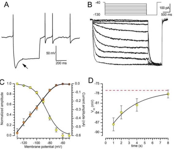 Figure 4B shows the effect of a 10 u C temperature increment on the I h amplitude at different potentials