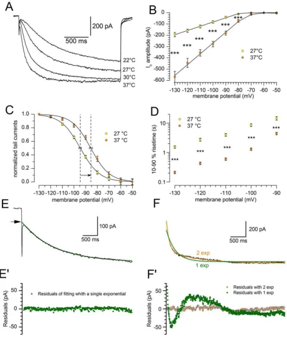 Figure 4. Effect of temperature on h-current amplitude and kinetics. A: Family of current tracings recorded in a single cell in response to hyperpolarizing pulses from 240 to 2130 mV, repeated at the temperatures indicated