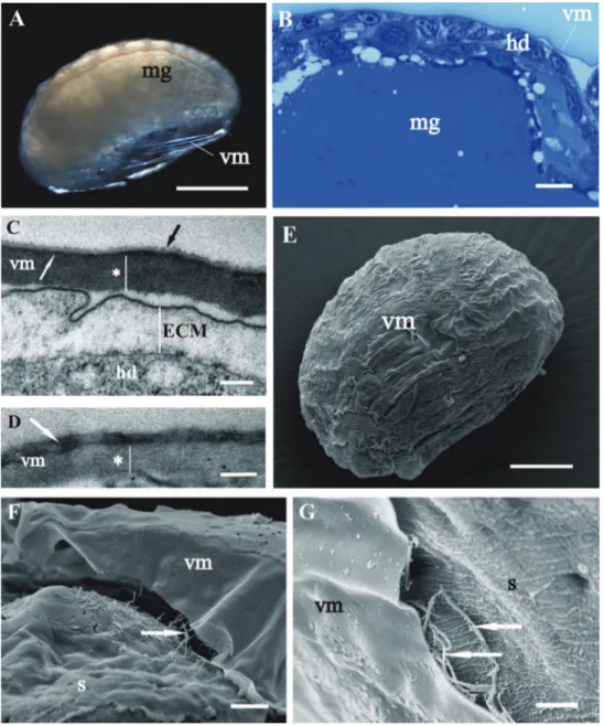 Figure 3. Structure of vitelline membrane (vm), covering P. scaber A–D and P. dilatatus E–G late-stage  embryo