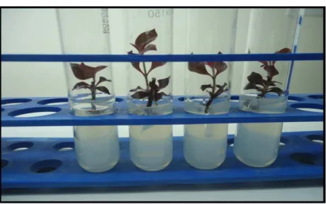 Figure Shows  the shoots intiation from the callus(15 days) 