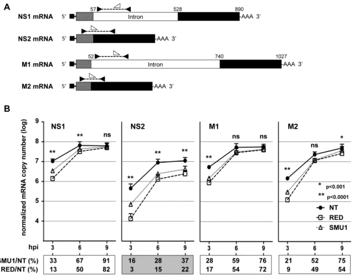 Figure 6. Effect of RED or SMU1 knock-down on the accumulation of influenza virus mRNAs