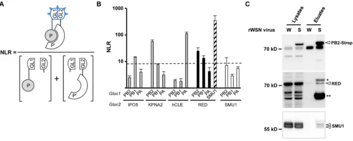 Figure 1. Interaction of RED with influenza virus polymerase in human cells. A. Schematic representation of the Gaussia princeps luciferase- luciferase-based complementation assay and Normalized Luminescence Ratios (NLRs) calculation method