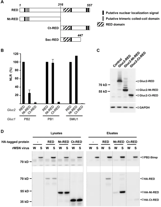 Figure 2. Mapping of the interaction domain of RED with the viral polymerase. A. Schematic representation of the full-length RED, N- N-terminal domain (Nt-RED) and C-N-terminal domain (Ct-RED) of RED that were transiently expressed in the experiment shown 