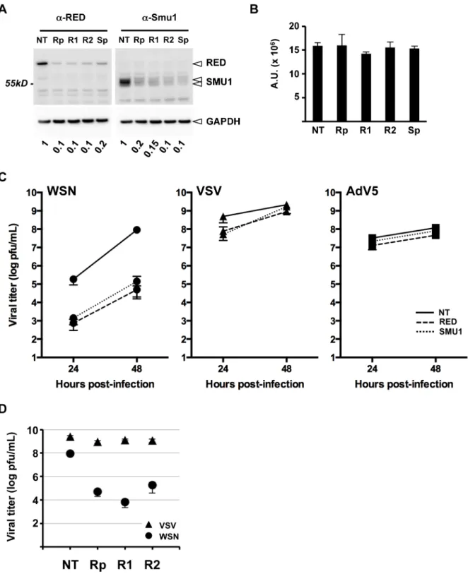 Figure 5. Effect of RED or SMU1 knock-down on influenza virus multicycle growth. A. A549 cells were transfected with control non-target siRNAs (NT), a pool of four RED siRNAs (Rp), individual RED siRNAs (R1, R2), or a pool of four SMU1 siRNAs (Sp)