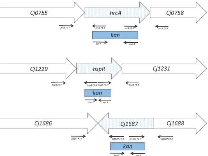 Fig 1. Scheme of the insertional mutagenesis strategies (not to scale). Box arrows, target open reading frames; solid arrows, primers used for DNA fragment amplification (from left to right: F1-F, F1-R, F2-F, F2-R, specific for each individual mutant, as l