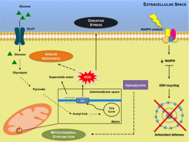 Figure  1  -  Mitochondrial  dysfunction  and  sustained  activation  of  nicotinamide  adenine  dinucleotide phosphate (NADPH) oxidase lead to insulin resistance, reactive oxygen species (ROS)  production and impaired antioxidant defenses