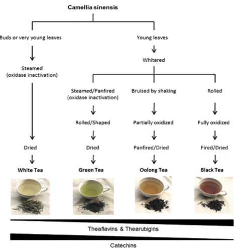 Figure 2 - Schematic representation of tea processing (adapted from (Dias, T. R. et al., 2013))