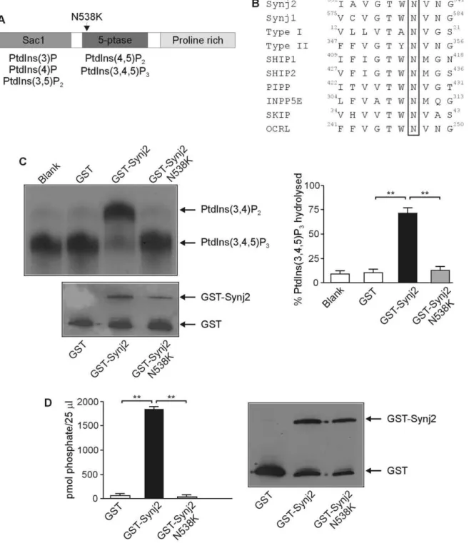 Figure 1. The N538K mutation abolishes Synj2 inositol polyphosphate 5-phosphatase activity