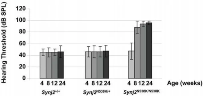 Figure 3. Synj2 N538K/N538K mice exhibit normal nerve conduction. Measurements of the time from application of a sciatic stimulus pulse to the first (squares) and second (crosses) muscle response (Panel A)