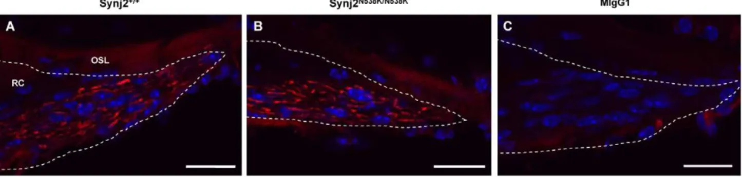 Figure 7. Synj2 but not Synj1 is expressed in the hair cells of the mouse cochlea. Synj2 expression (blue staining) within the inner and outer hair cells of Synj2 +/+ mice at 4 weeks (Panel A) and 12 weeks (Panel B), and Synj2 N538K/N538K mice at 4 weeks (