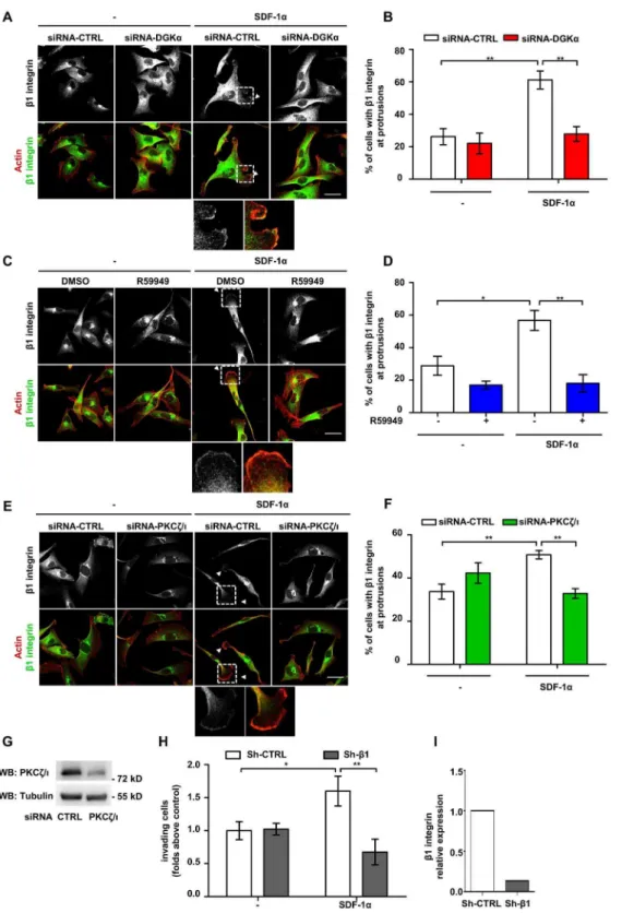 Figure 4. DGKa and aPKCs mediate SDF-1a-induced recruitment of b1 integrin to pseudopods