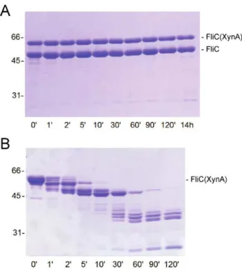 Figure 3. Proteolytic sensitivity of FliC(XynA) in the polymeric and monomeric form. (A) Copolymers of flagellin and FliC(XynA) obtained by 0.6 M AS at 1:1 mixing ratio (w/w) were incubated with trypsin at a 30:1 (w/w) ratio