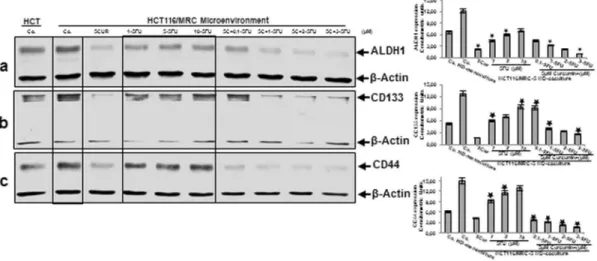 Figure 4. Curcumin sensitizes colon cancer stem cells to 5-FU in the high density tumor microenvironment co-culture