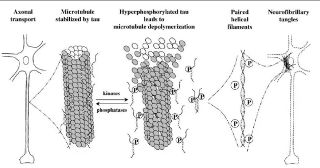 Figura 3: Descrição esquemática do metabolismo da tau levando à degeneração dos neurónios na DA