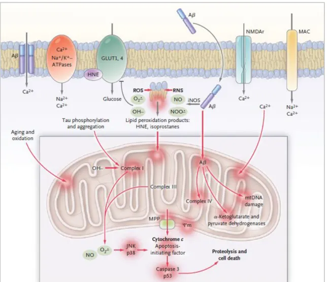 Figura 6: Stress oxidativo e falha mitocondrial. No centro, o péptido βA retrata a produção de ROS e de  RNS