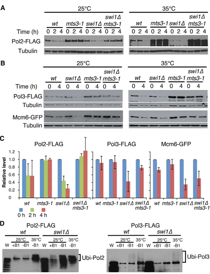 Figure 2. Ubiquitin-proteasome-dependent degradation of replisome core components in the absence of Swi1