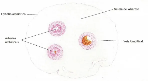 Figura 1 - Corte transversal do cordão umbilical. Adaptado de [6]. 
