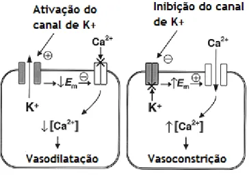 Figura 7 - Ilustração esquemática dos eventos chave envolvidos na resposta das células musculares lisas  à ativação dos canais de potássio (esquerda) ou inibição (direita)