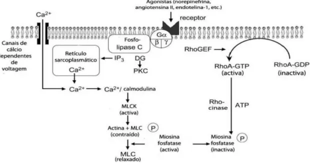 Figura 8 – Representação esquemática do mecanismo de regulação da contração do músculo liso