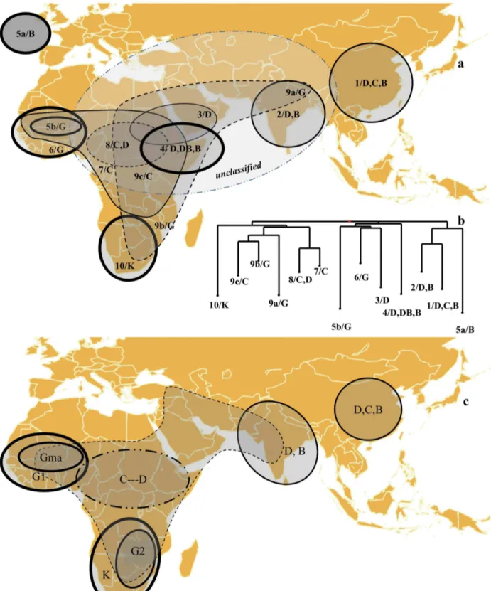 Figure 5. Schematic representation of the pattern of diversity in sorghum projected on a geographical map