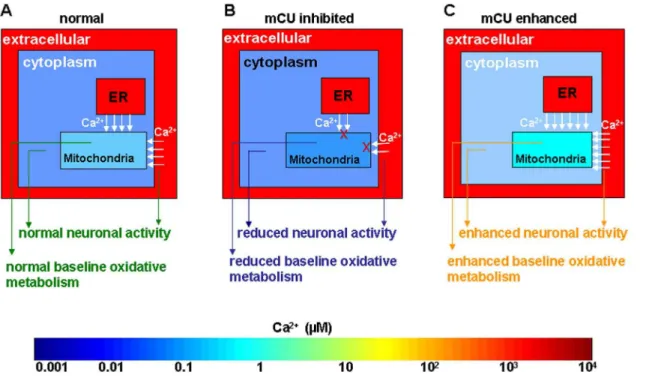 Figure 1. Multi-compartment evaluation of hypothetical Ca 2+ ranges of in the brain tissue during spontaneous brain activity in A.