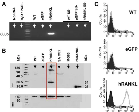 Figure 5. RPMI-8226/hRANKL/eGFP cells express hRANKL. A. End-point PCR demonstrating that human RANKL mRNA is present in RPMI- RPMI-8226/hRANKL/eGFP cells (labeled hRANKL)