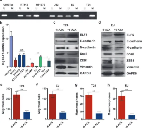 Fig 6. Elf5 promoter hypomethylation is associated with Elf5 expression and reverses mesenchymal characteristics of UC cells