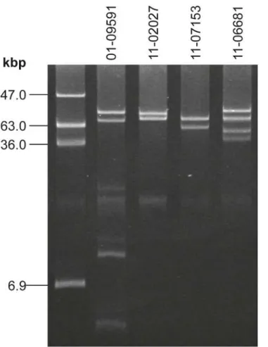 Fig 2. The plasmid profiles of the two sporadic STEC O104:H4 strains 11–06681 and 11–07153 are distinct from outbreak strain isolates and from the historical strain as well as from each other