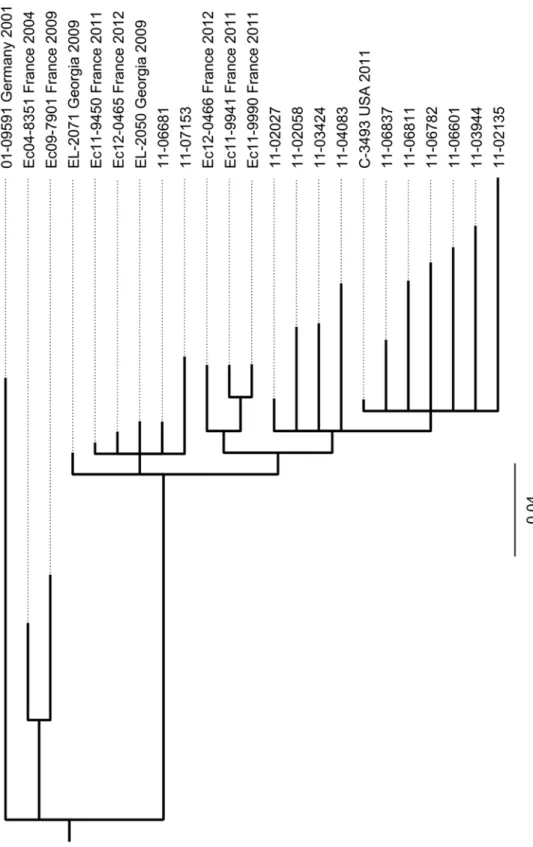 Fig 5. Phylogeny of the 13 STEC O104:H4 isolates under investigation and of ten more STEC O104:H4 strains based on selected SNPs in their published genome sequences assignes the two German sporadic isolates 11 – 06681 and 11 – 07153 to a clade clearly sepa
