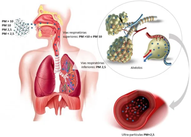 Figura 4. Deposição de material particulado no sistema respiratório e circulatório. A deposição  de  PM &gt;10   e  PM 10   ocorre  nas  vias  respiratórias  superiores,  nomeadamente  na  laringe  e  nos  brônquios,  enquanto as PM 2,5  depositam-se nos b