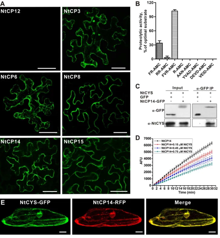 Figure 5. NtCYS interacts with and inhibits cathepsin H-like protease NtCP14. (A) BiFC analysis of the interaction between NtCYS and six cathepsins in tobacco epidermal cells