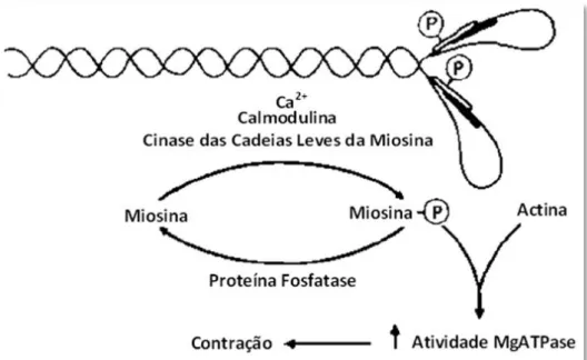 Figura 2 – Fosforilação da miosina no SM. No topo: representação esquemática da molécula de miosina,  evidenciando  as  duas  cadeias  pesadas  com  a  respetiva  cauda  entrelaçada  e  a  região  das  cabeças  globulares