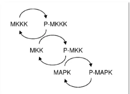 Figura 10 – Estrutura geral da cascata de três níveis da via das MAPK. Um sinal é propagado ao longo  desta cascata por fosforilação sequencial