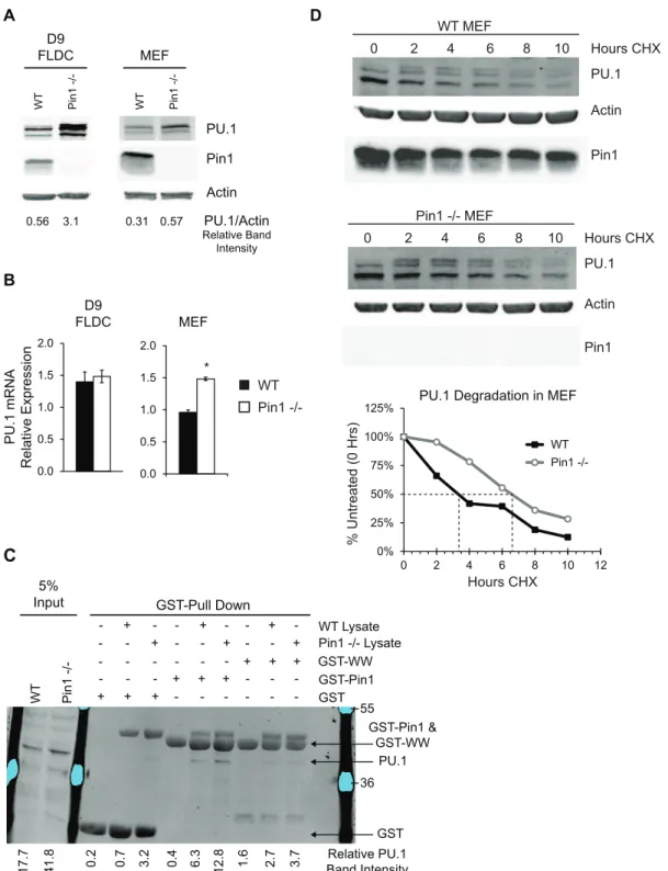 Figure 8. Pin1 modulates PU.1 protein stability. (A) Immunoblot analysis of PU.1 protein expression in WT and Pin1-null FL-cultured bone marrow-derived DC (FLDC) and primary MEF