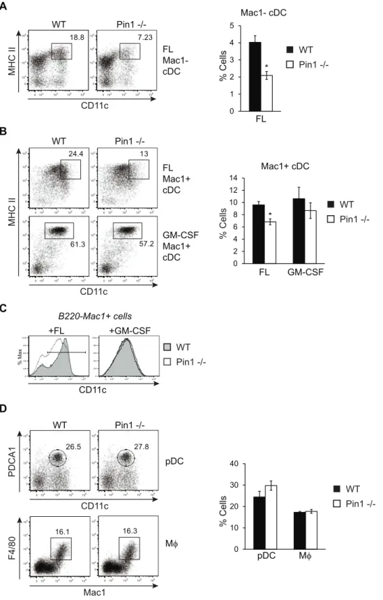 Figure 4. DC development in bone marrow cultures. (A) Representative FACS plots of WT and Pin1-null bone marrow-derived Mac1- cDC generated by culturing with FL