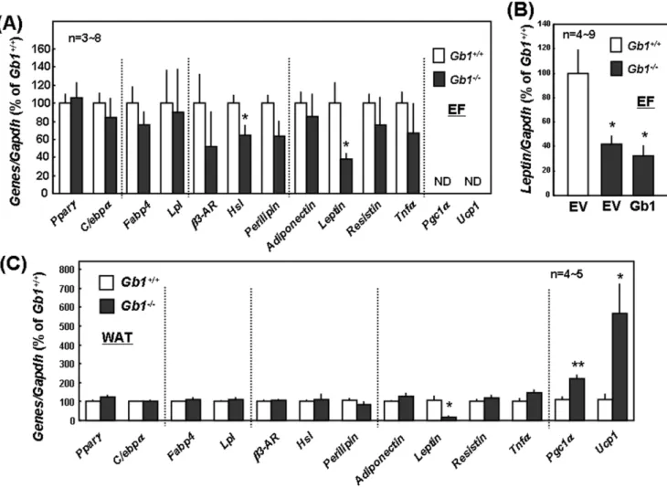 Figure 3. Expression profile of marker genes in adipocytes. (A) Total RNA was extracted from EF cultured for 2 days