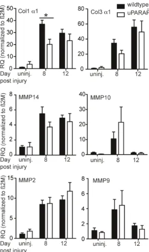 Figure 5. Comparison of stiffness of normal and healed skin in wildtype and uPARAP -/- mice