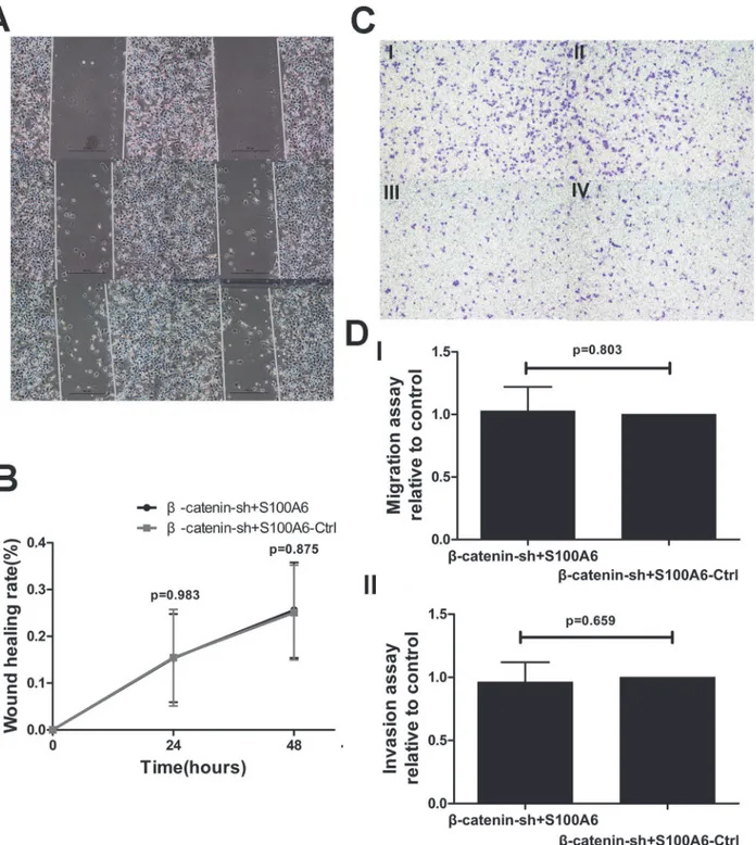 Fig 5. S100A6 overexpression did not influence migration and invasion in β-catenin-knockdown stable cells