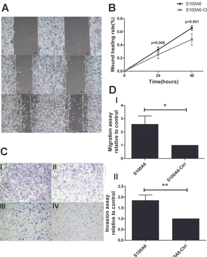 Fig 1. S100A6 promotes PDAC cell migration and invasion in vitro. (A) The wound-healing assay, cells overexpressing S100A6 (left), control cells (right)