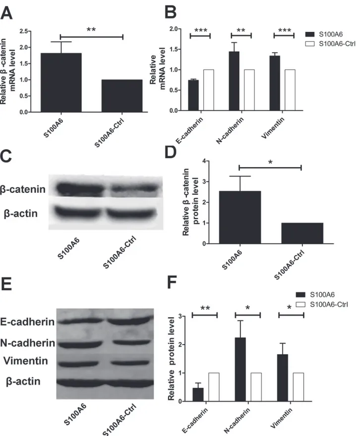 Fig 2. S100A6 overexpression alters the expression of β-catenin and EMT-related markers