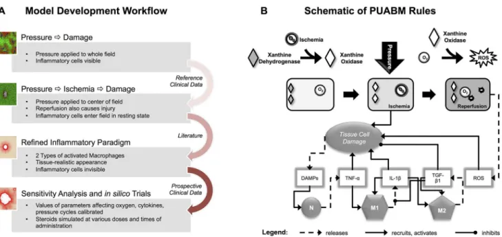 Fig 1. Work flow and schematic of the PUABM. (A) Work Flow utilized in constructing the PUABM